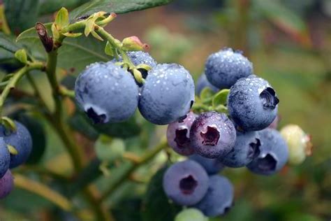 blueberry là gì.